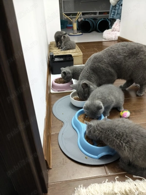 pui British Shorthair - fetiță (Craiova) - imagine 4