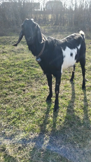 Capre anglonubiene - imagine 3