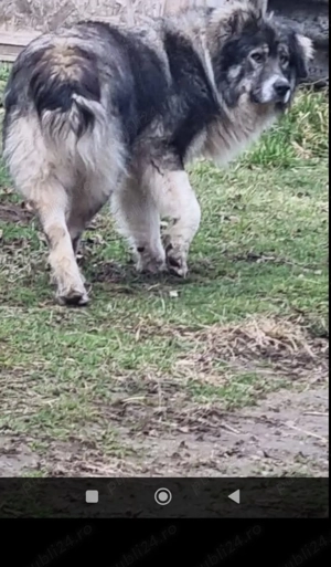 Donez cățeluși ciobănesc Carpatin  - imagine 3