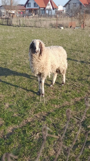 De vânzare berbec de carne