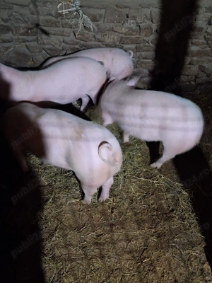 Vând 2 scroafe de 70 de kg - imagine 2