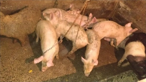 vând șoldani  - imagine 2