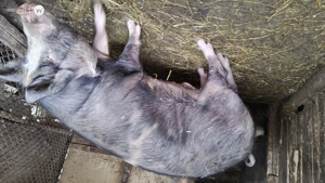 porci de vanzare - imagine 2