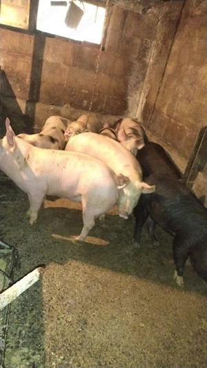 vând șoldani  - imagine 3