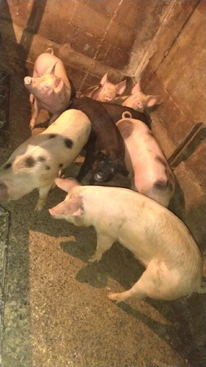 vând șoldani  - imagine 2