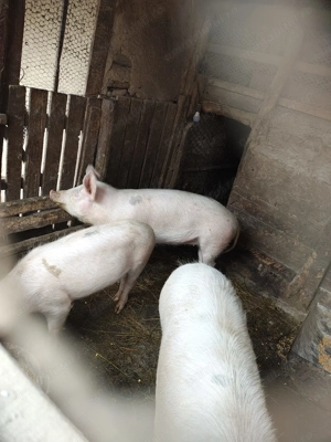 porci de vanzare - imagine 3