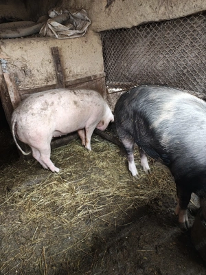 porci de vanzare - imagine 4