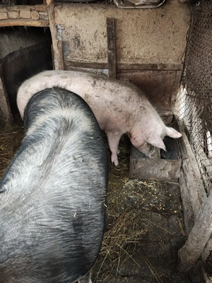 porci de vanzare - imagine 5