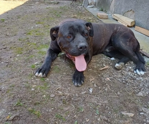 Vand caine cane corso - imagine 3