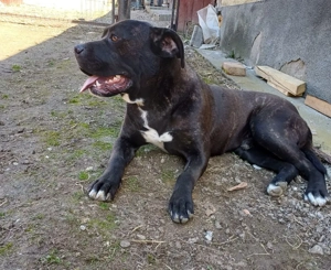 Vand caine cane corso - imagine 2