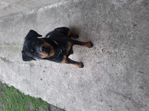 Mascul 11 luni Rottweiler