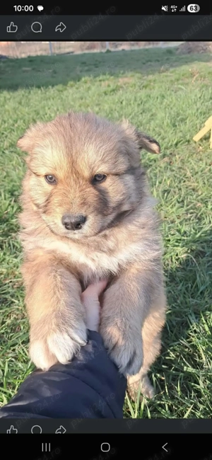 Vând husky mascul  - imagine 2