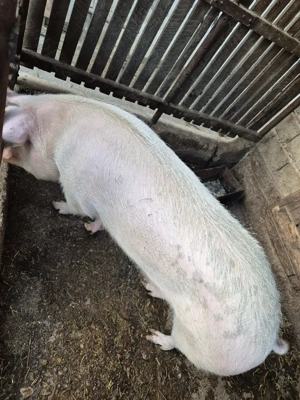 Porc de vânzare 