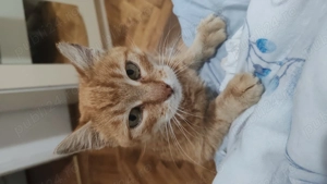 Donez două pisici femele - imagine 3