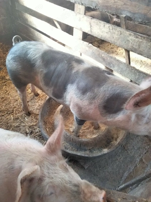 porci de vânzare pietrean  - imagine 4