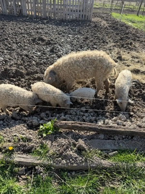 Mangalita de vanzare