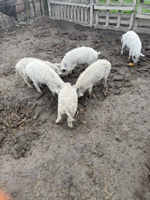 Mangalita de vanzare - imagine 2