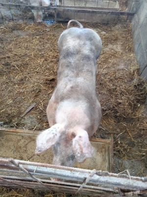 porci de vânzare pietrean  - imagine 5