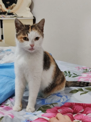 Donez două pisici femele - imagine 5