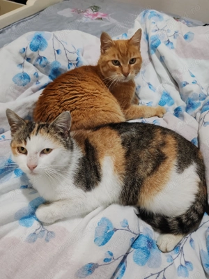 Donez două pisici femele - imagine 4