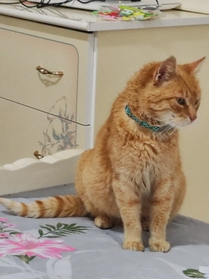 Donez două pisici femele - imagine 2