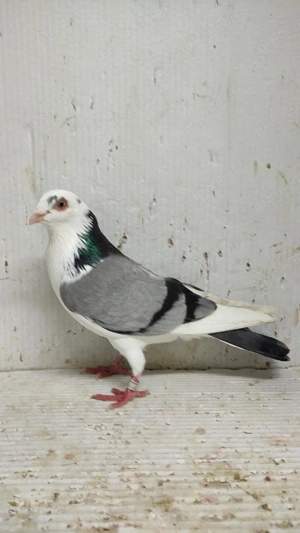 Porumbei galateni - imagine 3