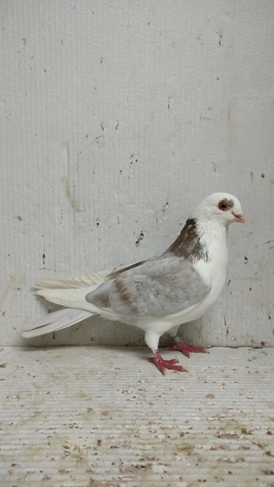 Porumbei galateni - imagine 5