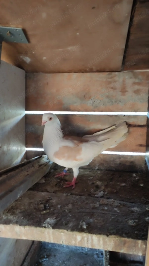 Porumbei galateni - imagine 2