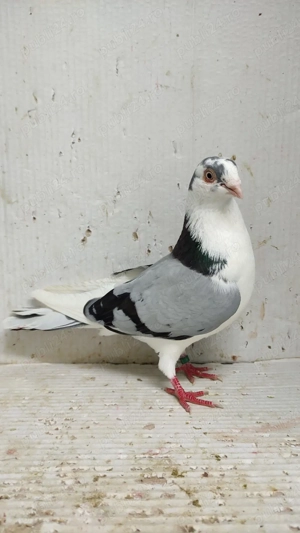 Porumbei galateni - imagine 4