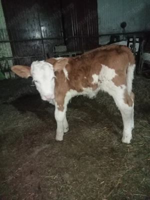 Vând trei  viței  - imagine 3