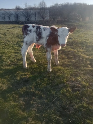 Vând trei  viței  - imagine 2