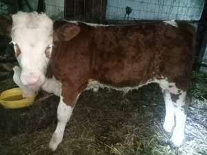 Vând tăuraș de 3 luni - imagine 2