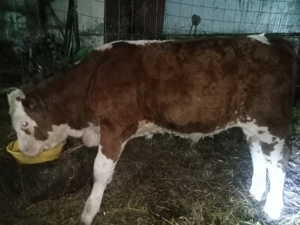 Vând tăuraș de 3 luni