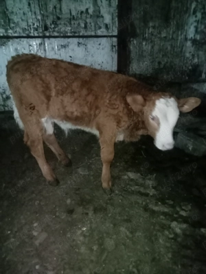 Vând tăuraș bălțat.  . - imagine 2