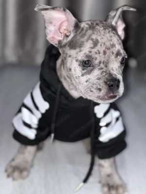 Femela Amstaff Merle 