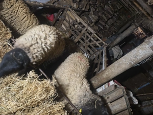 Animale de casă  - imagine 4