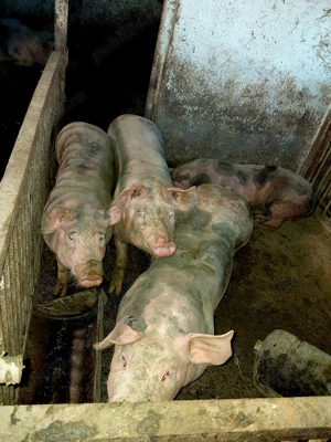 De vânzare porci rasa pietrain - imagine 2
