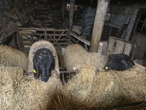 Animale de casă  - imagine 2