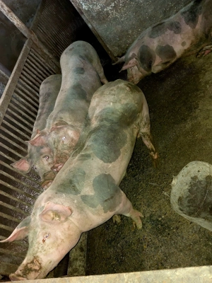 De vânzare porci rasa pietrain - imagine 3