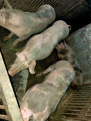 De vânzare porci rasa pietrain - imagine 4