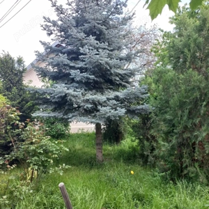 Vand casa si curte spatioase de 400 mp, cu multa verdeata,situate intr-o zona linistita! - imagine 3