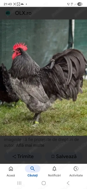 Vând cocoşi Australorp