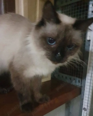 Fetiță Ragdoll cuminte și foarte lipicioasă  - imagine 2