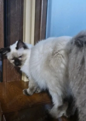 Fetiță Ragdoll cuminte și foarte lipicioasă  - imagine 5