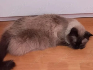 Fetiță Ragdoll cuminte și foarte lipicioasă  - imagine 3