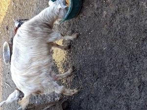 De vânzare 2 capre - imagine 2