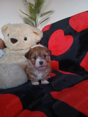 Puiuți metis pichinez cu bichon maltez adorabil își caută un stăpân iubitor  - imagine 3