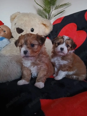 Puiuți metis pichinez cu bichon maltez adorabil își caută un stăpân iubitor  - imagine 4