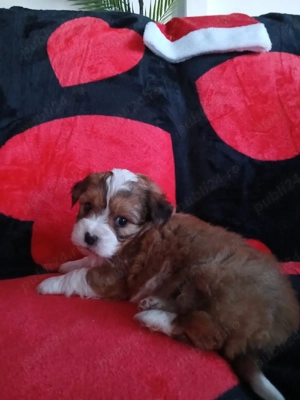 Puiuți metis pichinez cu bichon maltez adorabil își caută un stăpân iubitor  - imagine 5