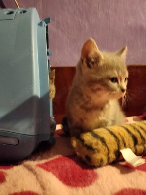 Puiuți British Shorthair Lilac  - imagine 3